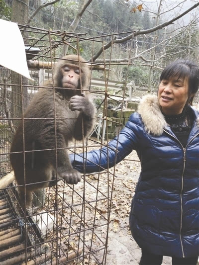 官方通报，女子救下猕猴，半年人猴情深故事感动人心