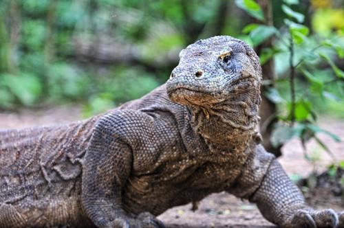 Komododragon的正确发音与探讨