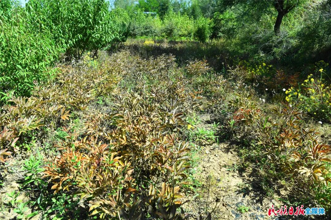 芍药中药材价格波动及市场需求深度解析