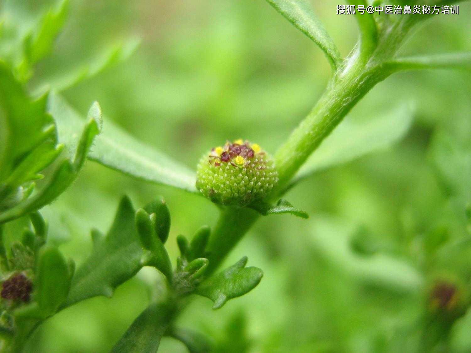 沙葱花的功效及药理作用概述