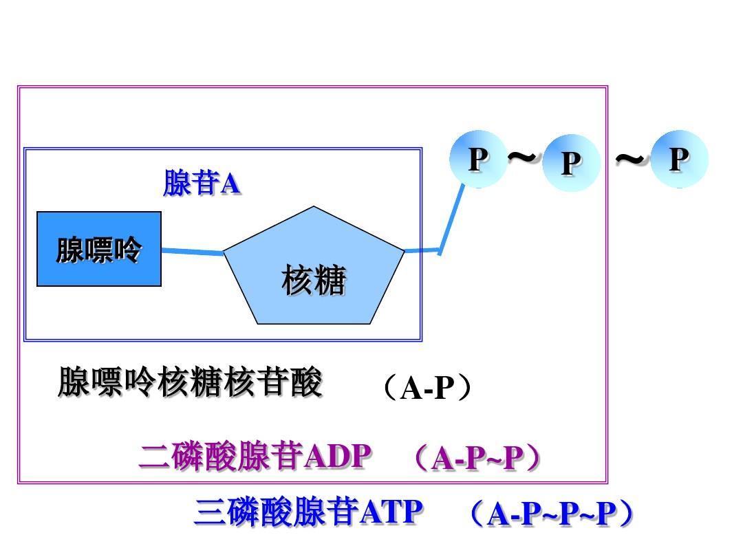 ATP，能量与生命的源泉