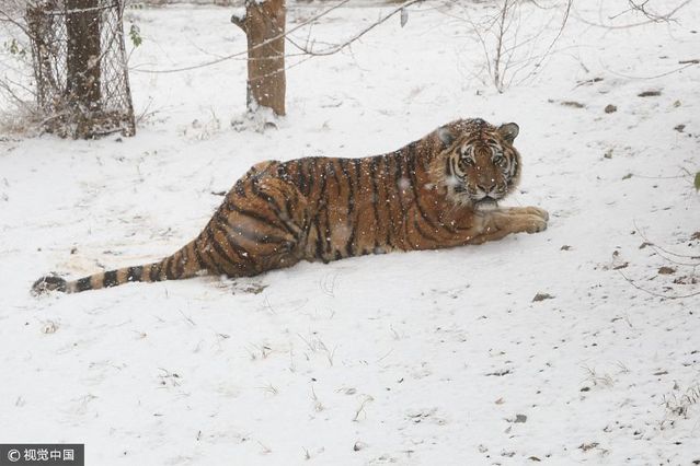 下雪天东北虎秒变滑滑虎