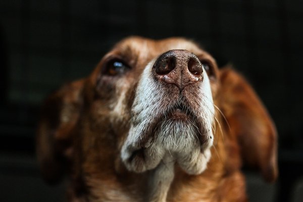 美国男星遗体遭爱犬啃食