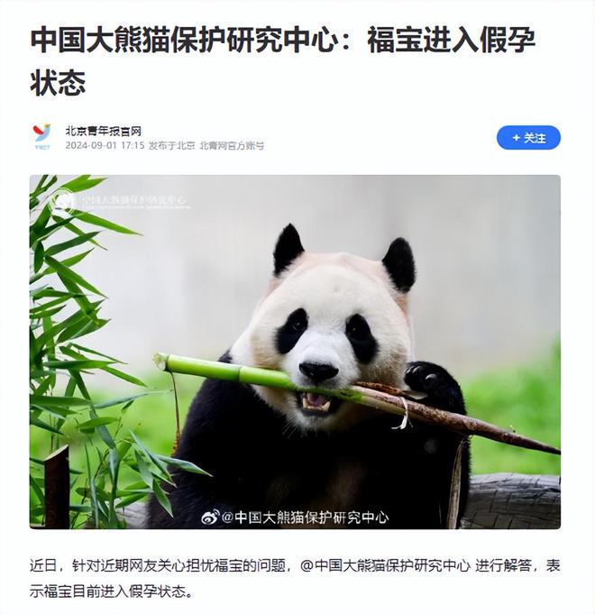 大熊猫福宝状况紧急，关注与应对措施刻不容缓