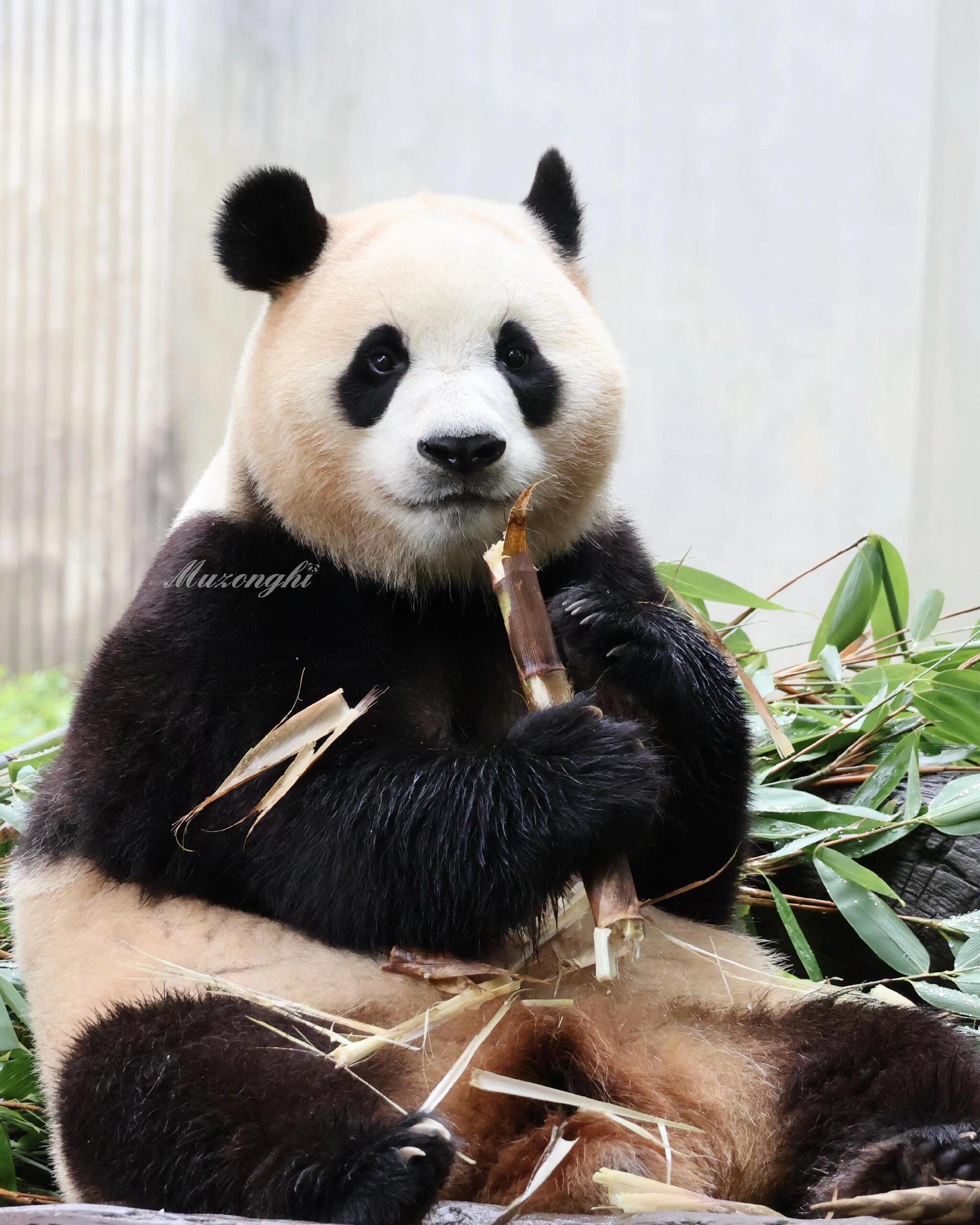 福宝精神食欲正常