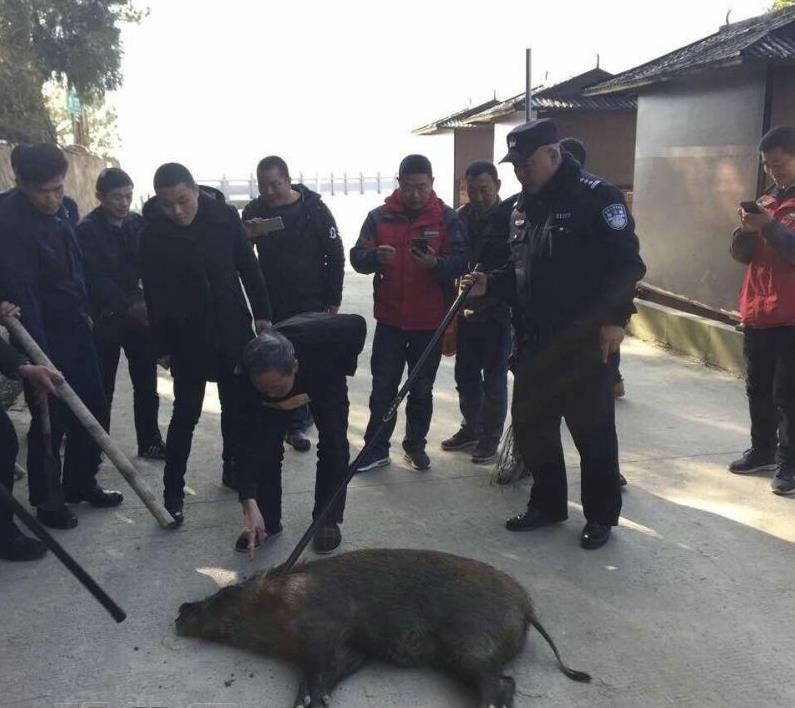 杭州200斤野猪闯民宅 被民警击毙