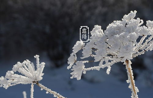 霜降，深秋的标志还是独特的季节？