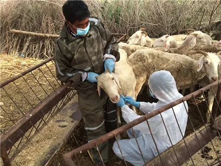 美女网红兽医感染布病住院3次