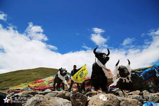 网友在西藏林芝旅游遇姜子牙坐骑