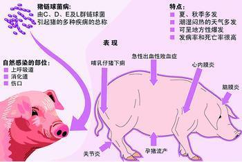 男子因食用未煮熟猪肉患脑膜炎的事件引发关注