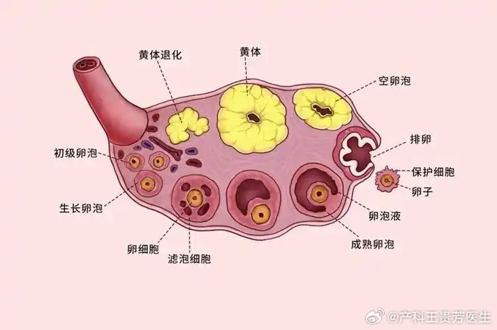 夫妻玩闹时妻子黄体破裂，了解这种妇科急症，妻子黄体破裂，夫妻玩闹时的意外，妇科急症，夫妻玩闹时妻子黄体破裂，夫妻玩闹时，妻子遭遇黄体破裂，黄体破裂，夫妻玩闹时的风险