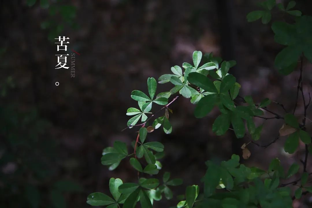 冯骥才笔下的苦夏，解读与感悟