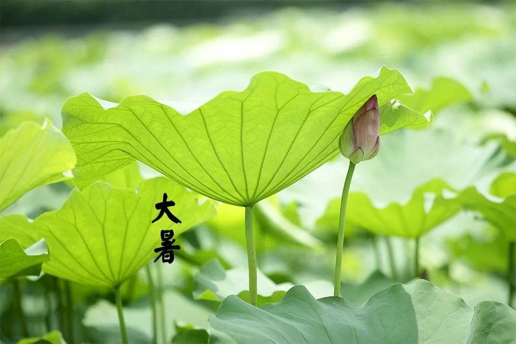 大暑时节的热烈生机与活力涌动