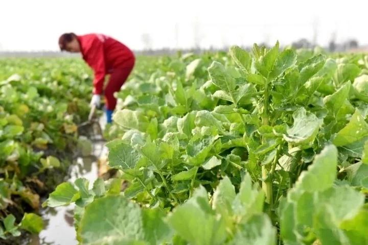 合肥天气的多样性与独特魅力