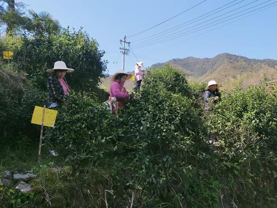 休宁天气，多彩季节的魅力展现