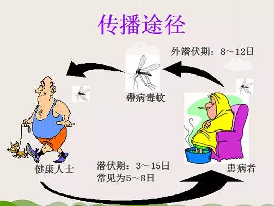 登革热症状表现与影响概述