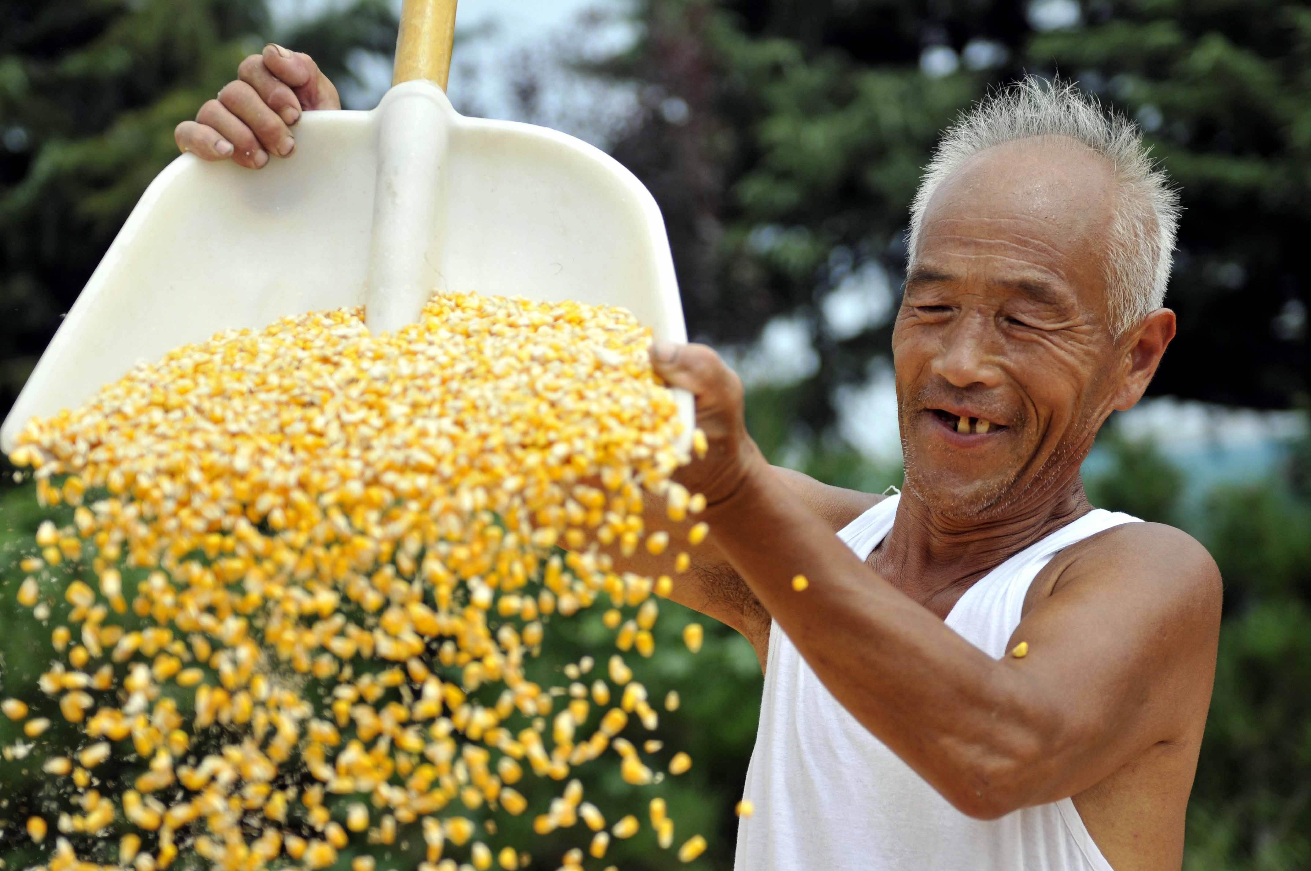 中储粮电子交易平台，重塑粮食交易模式的数字化力量引领变革