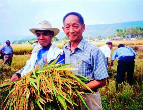 杂交水稻，滋养全球人口的粮食之星